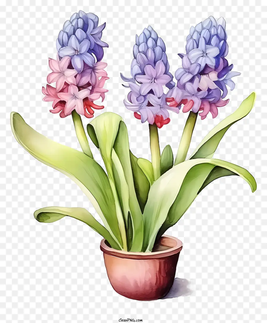 Pintura Em Aquarela，Flores De Hyacintth PNG