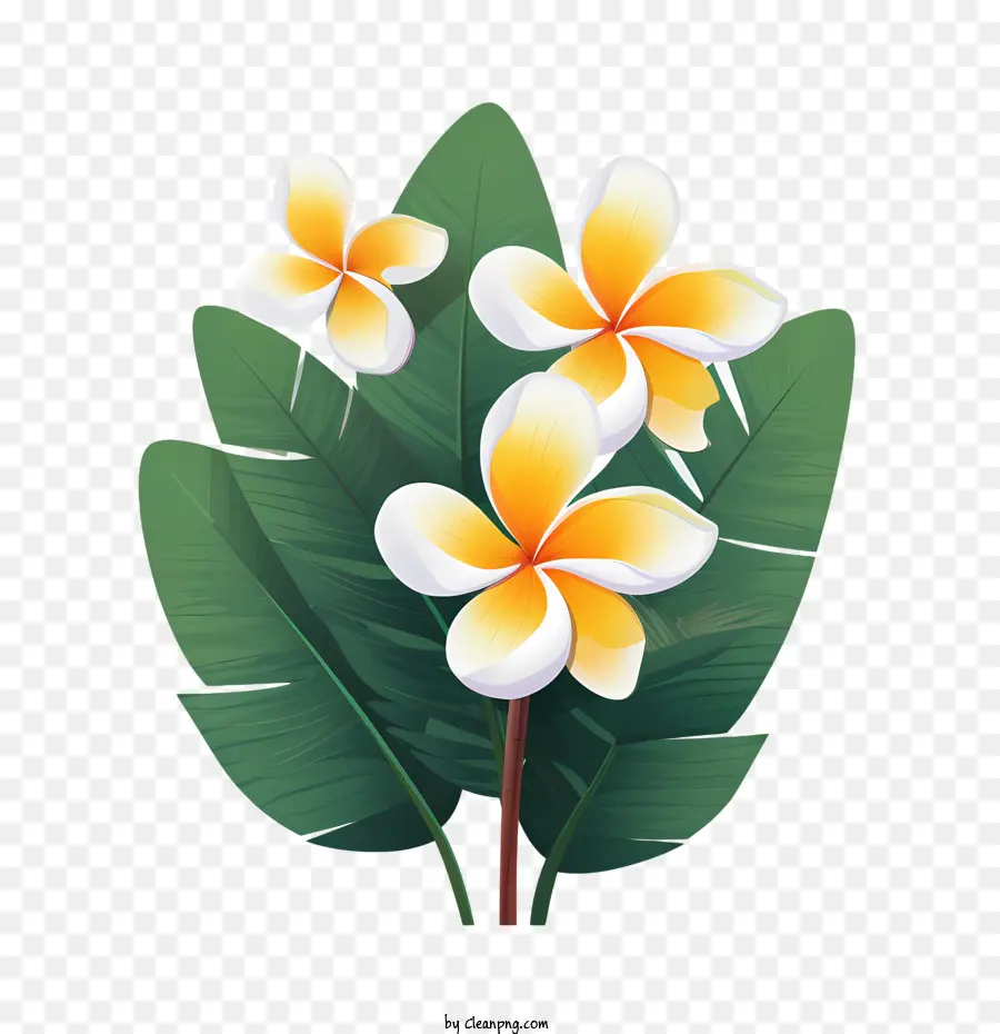 Flor De Frangipani，Floral PNG