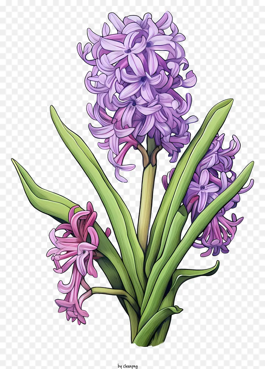 Flores Do Hino Roxo，Flores Nativas Do Reino Unido PNG