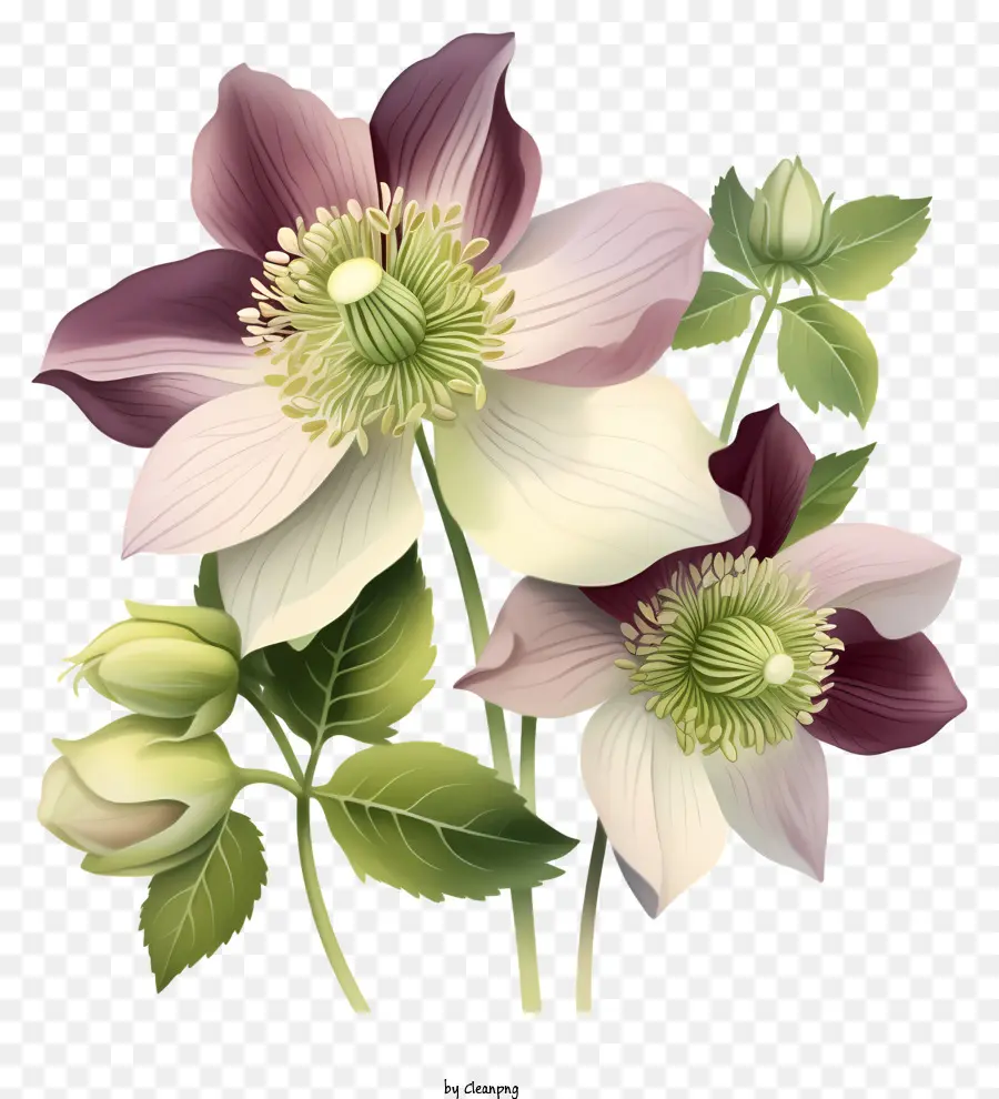 Flores Roxas，Listras Brancas PNG