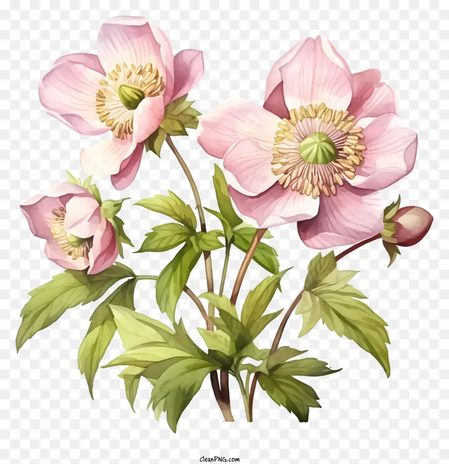 Flores Cor De Rosa，Black Background PNG