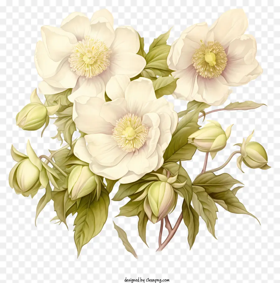 Flores Brancas，Buquê PNG
