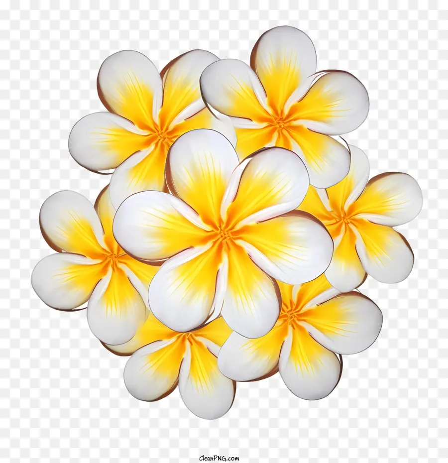 Flor De Frangipani，Amarelo PNG