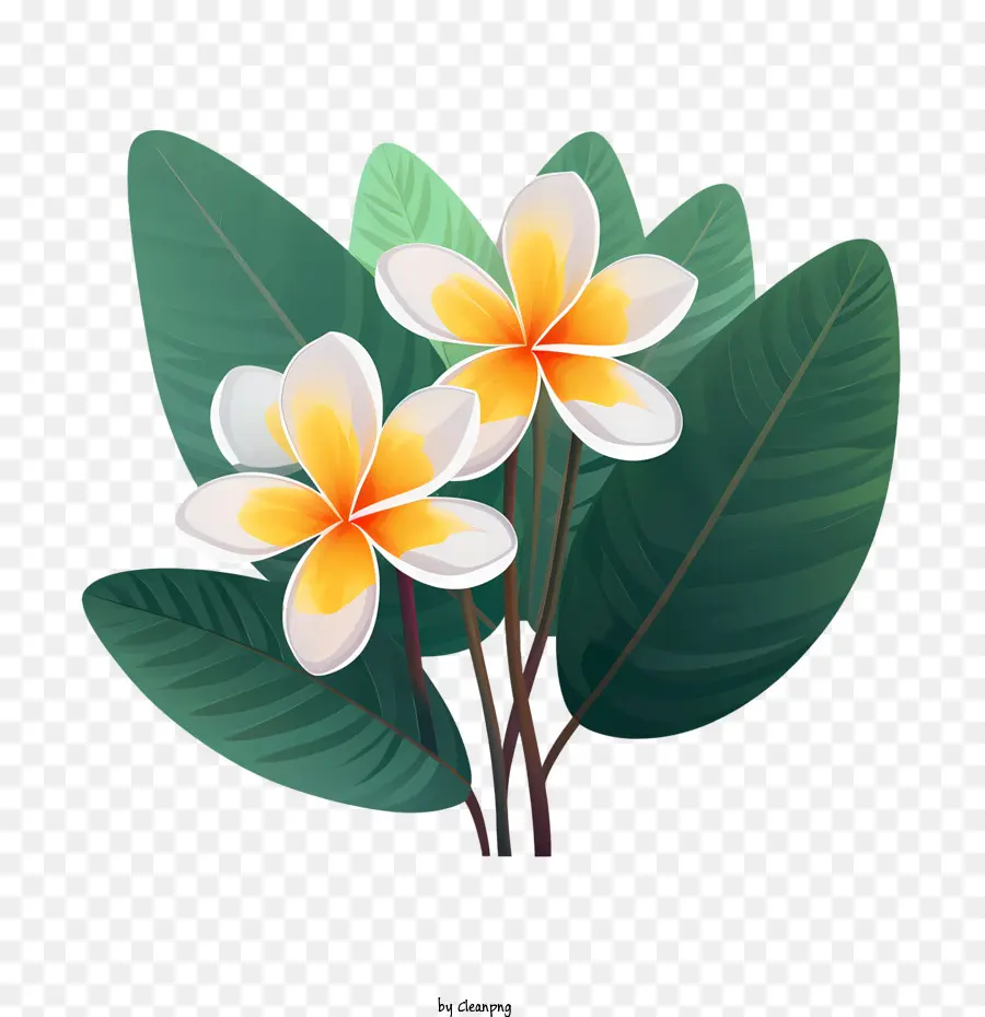 Flor De Frangipani，Flor PNG