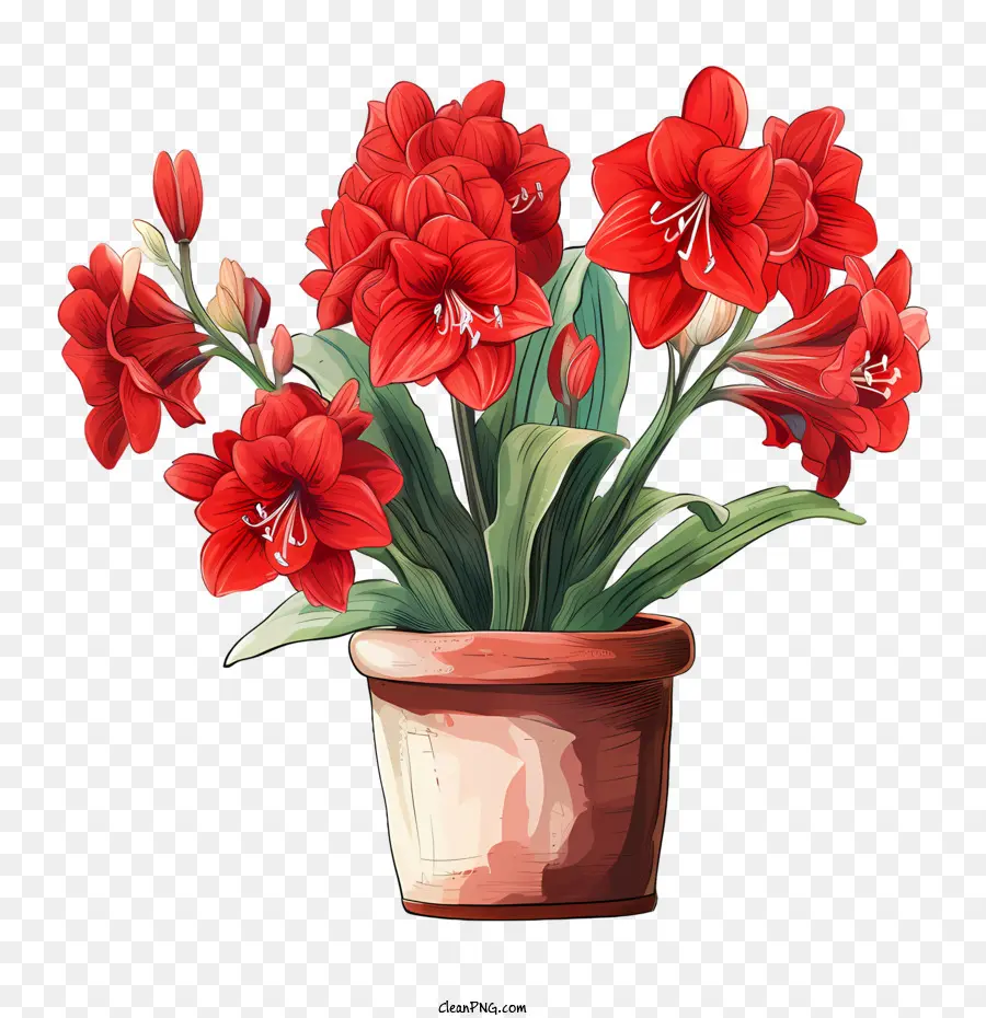 Amaryllis Flower，Flores Vermelhas PNG