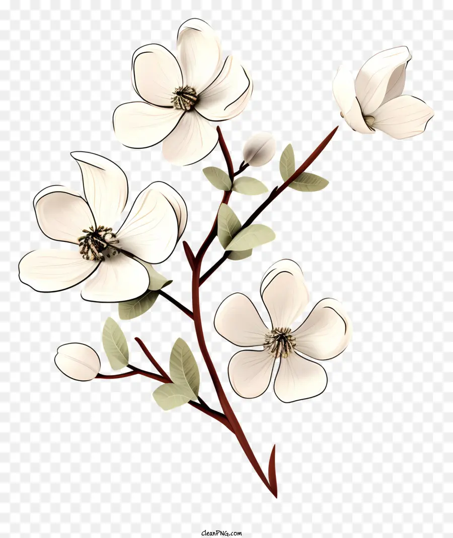 Flor Branca，Folhas Verdes PNG