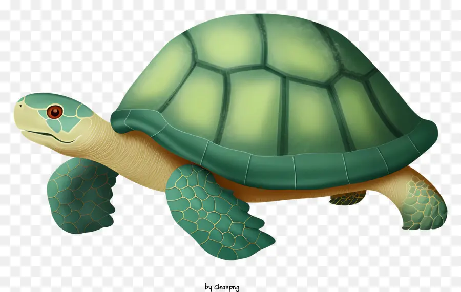 A Tartaruga Verde，Tartaruga De Pescoço Comprido PNG