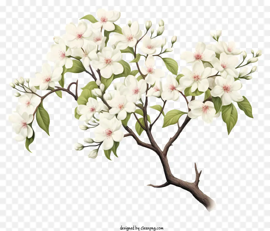 Árvore De Floresce Branco，Flores Brancas PNG