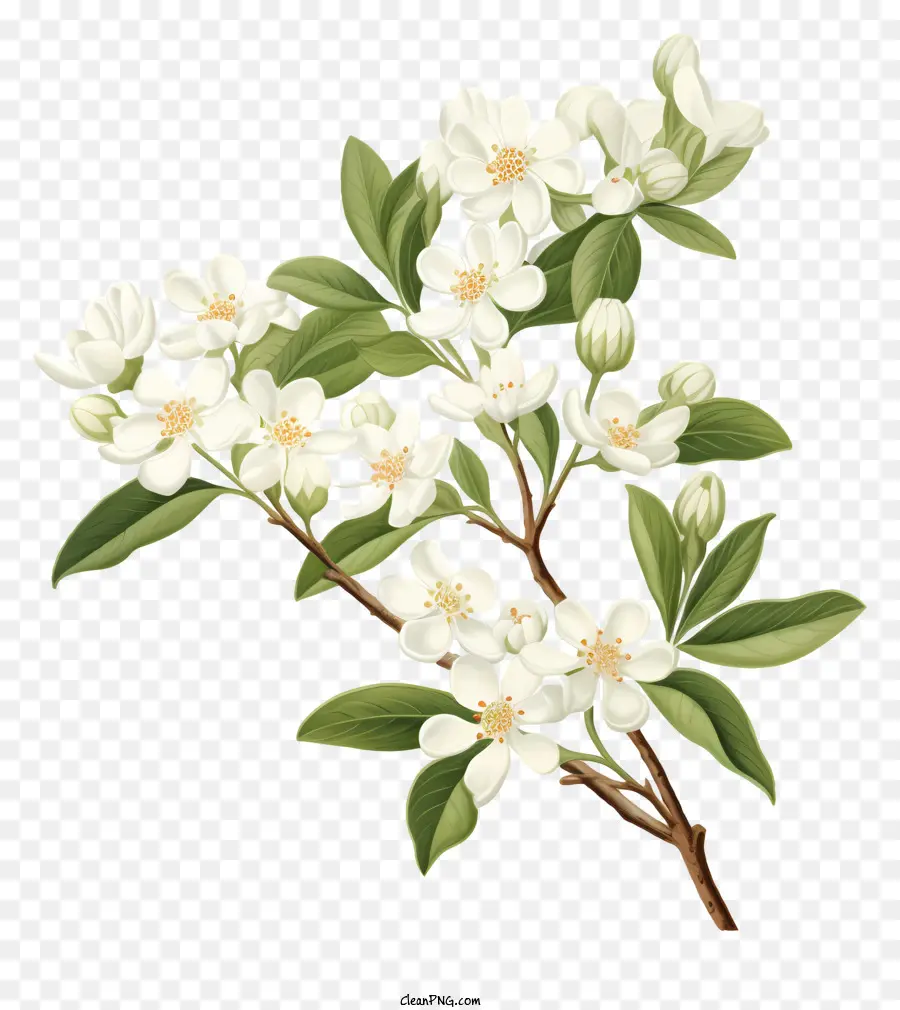 Maçã Branca，Flores Brancas PNG