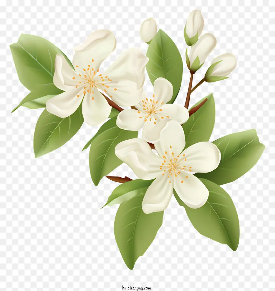 árvore De Maçã，Flores Brancas PNG