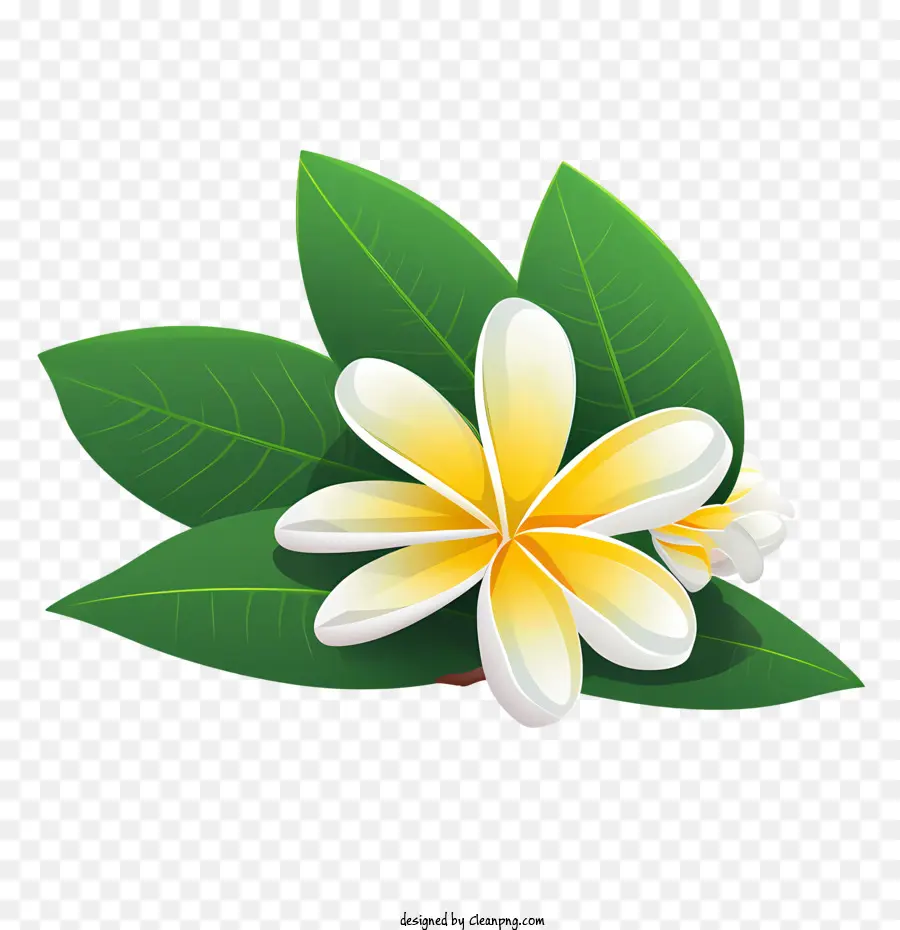 Plumeria Flor，Flora PNG