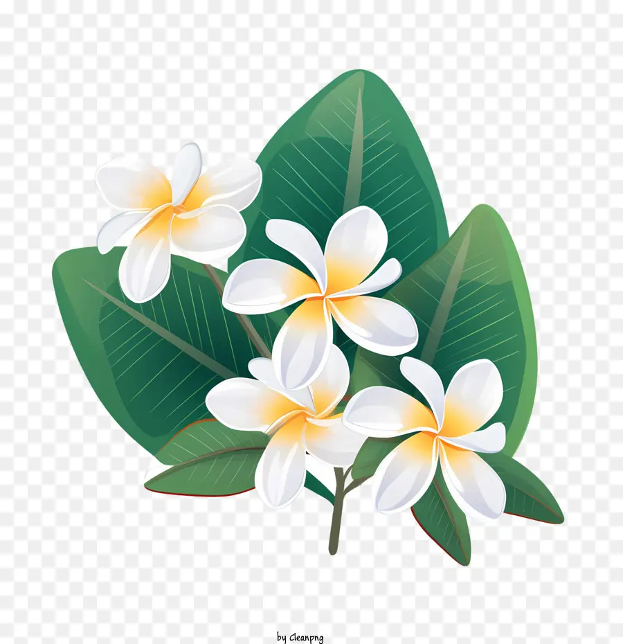 Plumeria Flor，Flores Brancas PNG