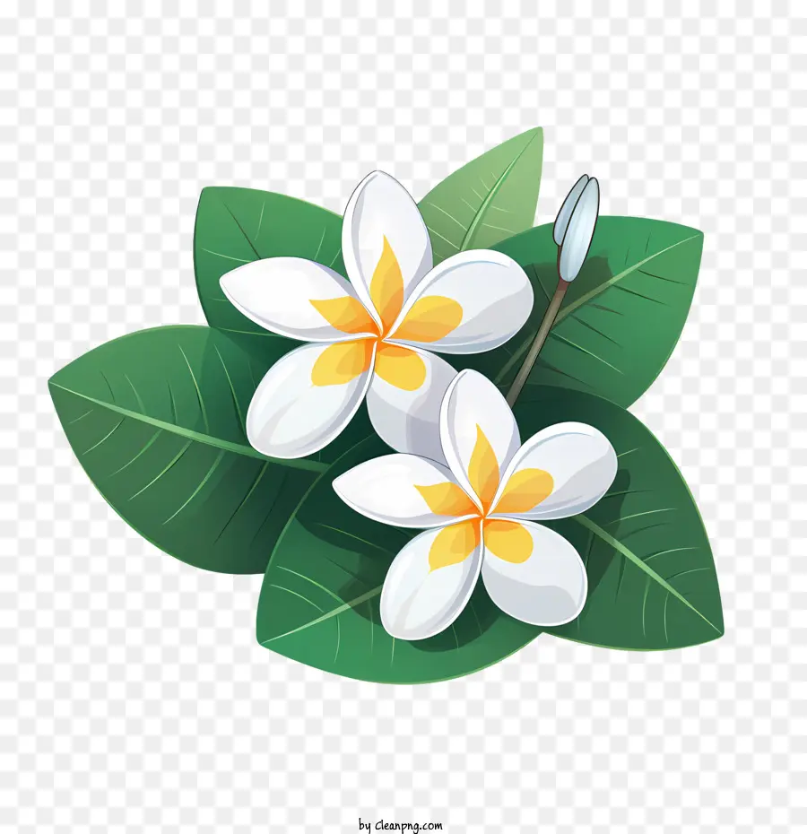 Plumeria Flor，Branco PNG