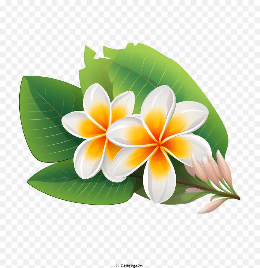 Plumeria Flor，Flora PNG