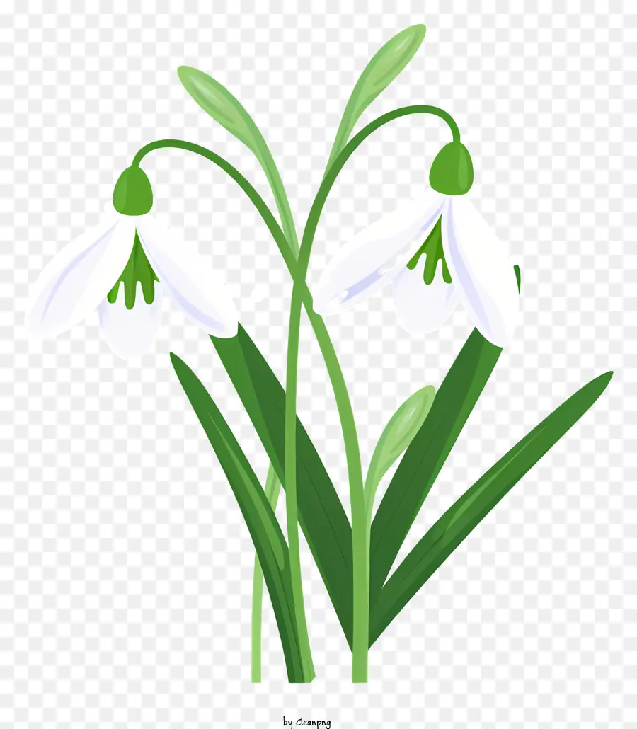 Flor Branca，Folhas Verdes PNG