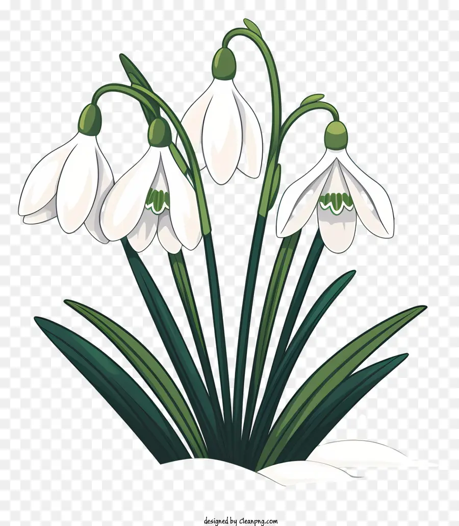 Snowdrops，Flores De Inverno PNG