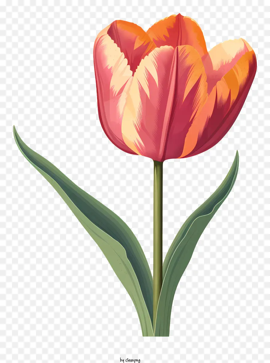 Tulip Flor，Pétalas De Cores Vivas PNG