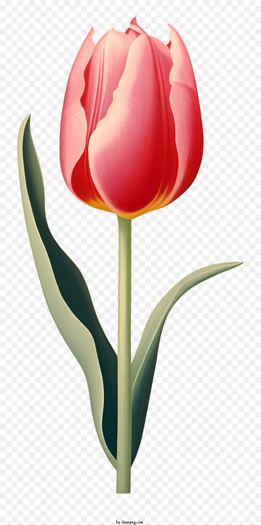 Rosa Tulipa，Flor PNG