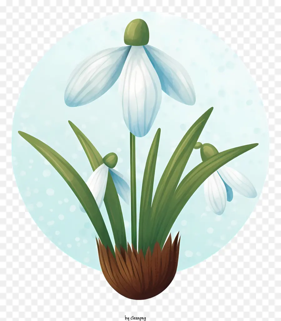Snowdrops，Flores PNG