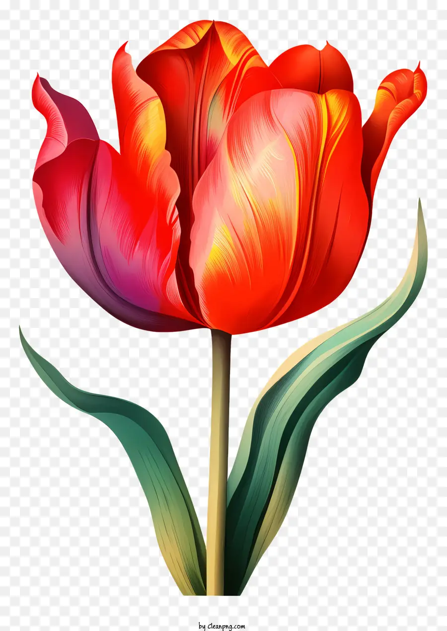 Tulip，Flor Vermelha PNG