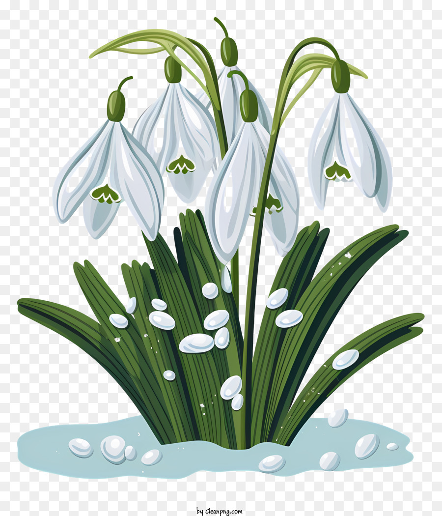 Snowdrops，Flores Brancas PNG