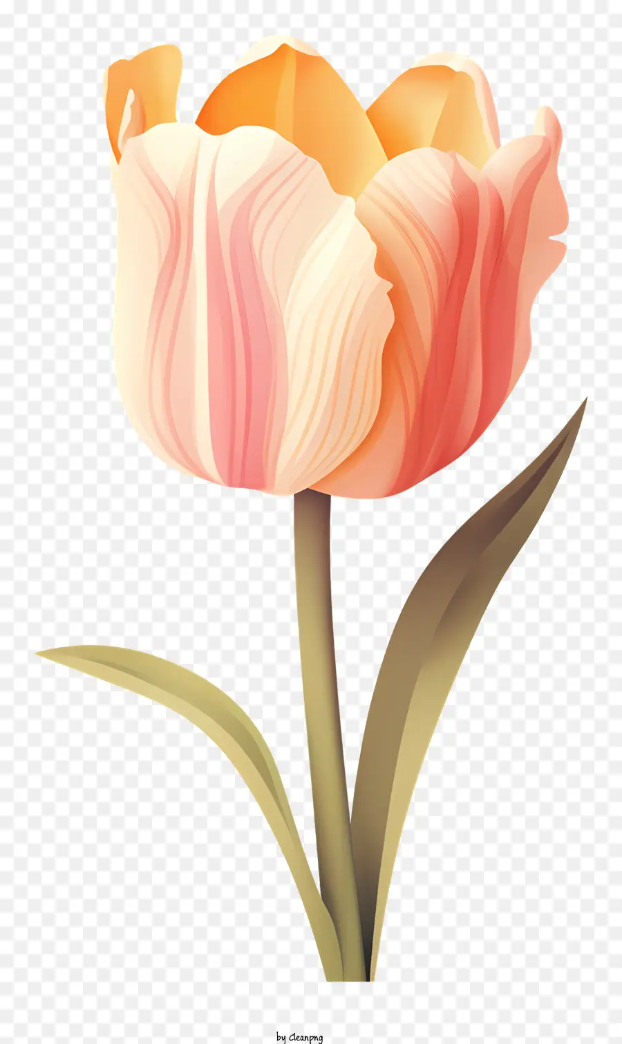 Rosa Tulipa，Simbolismo Da Flor PNG