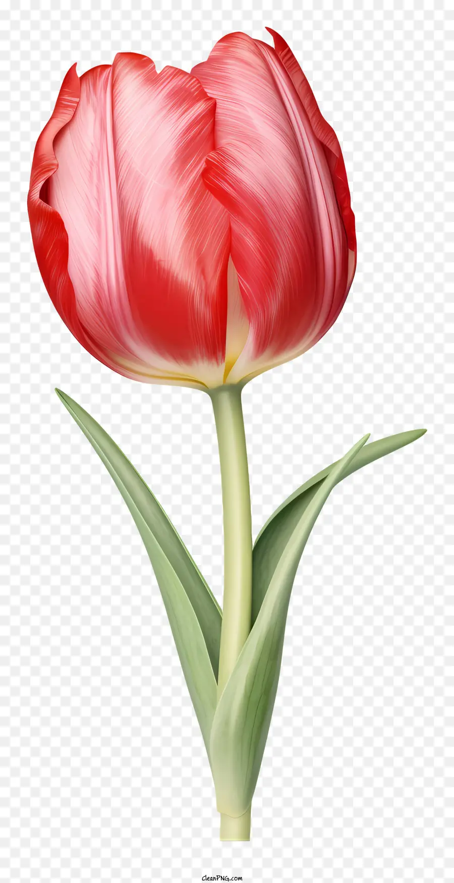 Tulipa Vermelha，Flor PNG