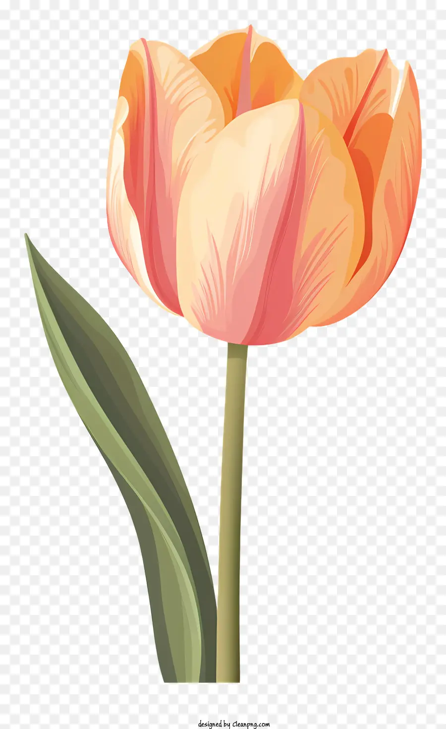 Tulip Flor，Tulipa única PNG