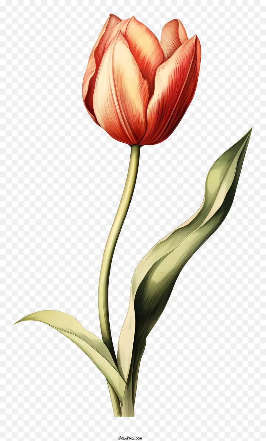 Tulipa Vermelha，Plena Floração PNG