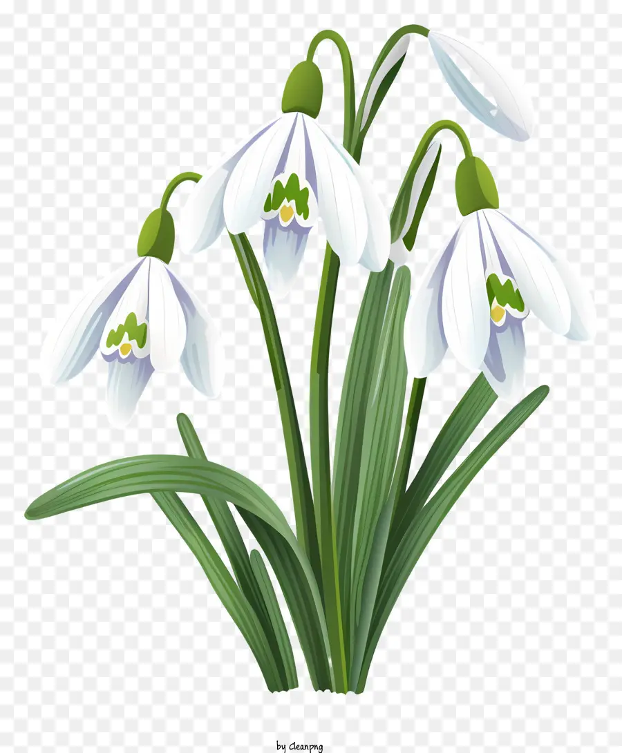 Snowdrops，Flores Brancas PNG