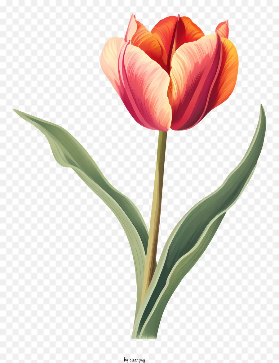 Tulipa Vermelha，Tulipa Negra PNG