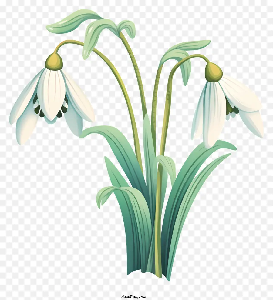 Flor Branca，Forma De Trevo PNG