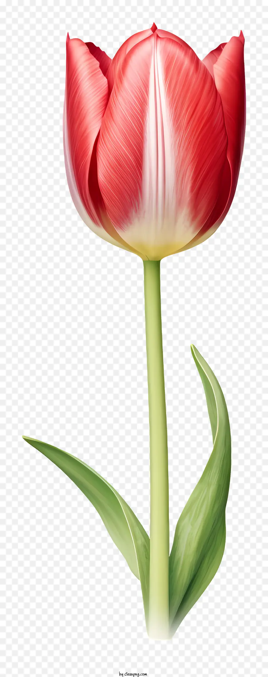 Tulipa Vermelha，Folhas Verdes PNG