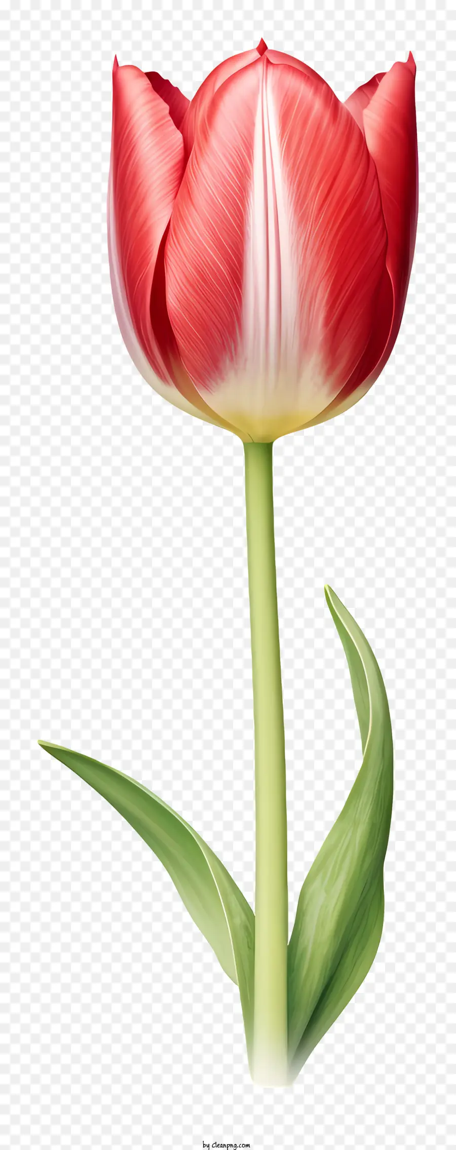 Tulipa Vermelha，Flor Vermelha PNG