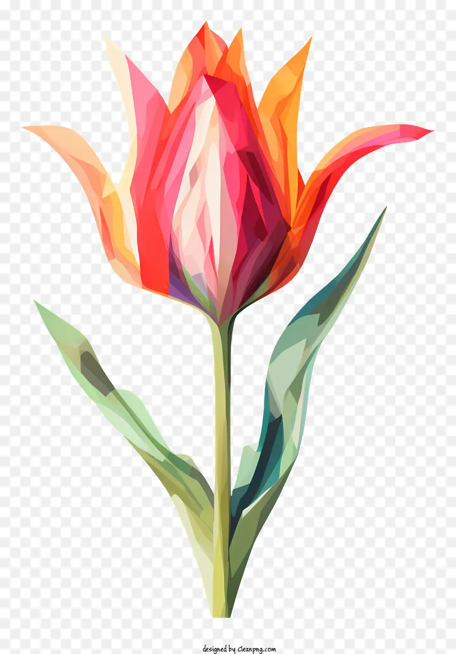 Tulip，Pétalas Coloridas PNG