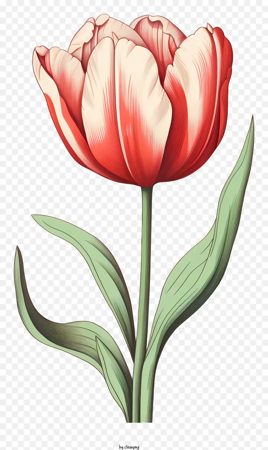Tulipa Vermelha，Simbolismo Da Flor PNG