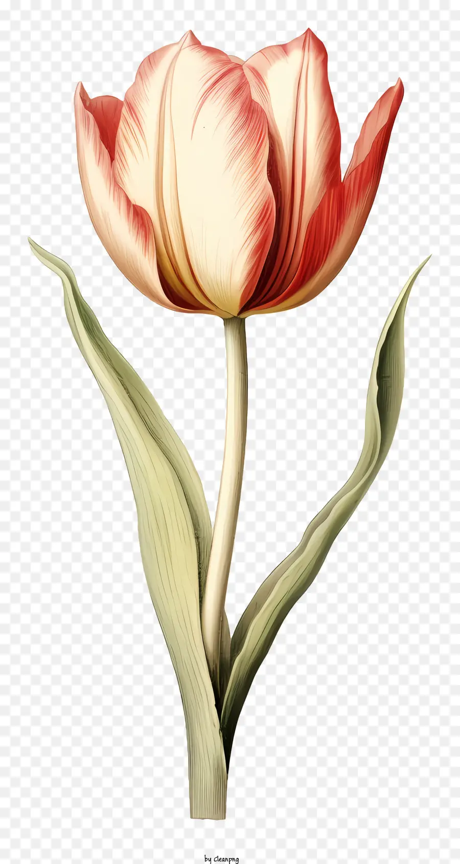 Rosa Tulipa，Vintage Ilustração PNG
