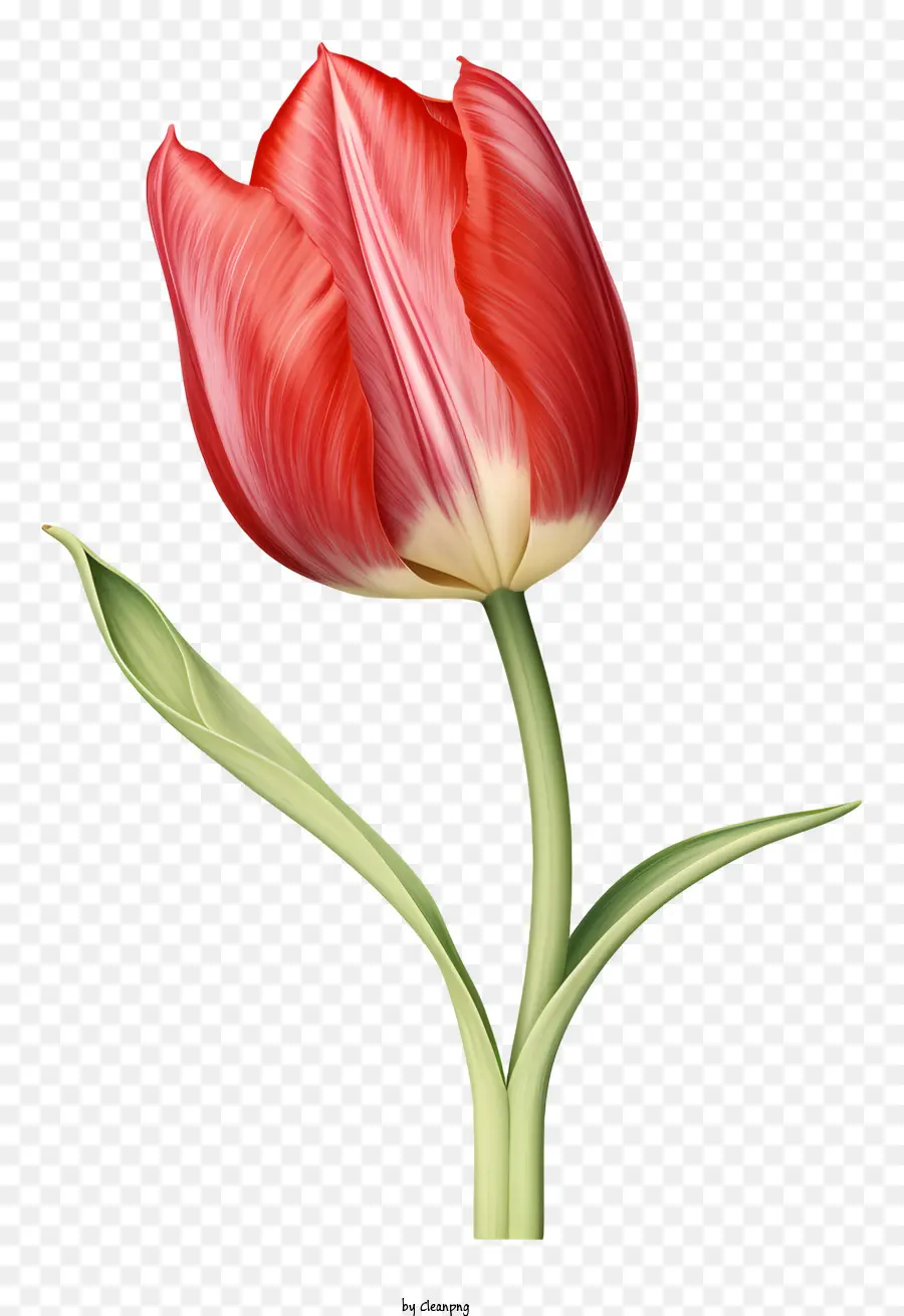 Tulipa Vermelha，Fotografia Da Flor PNG