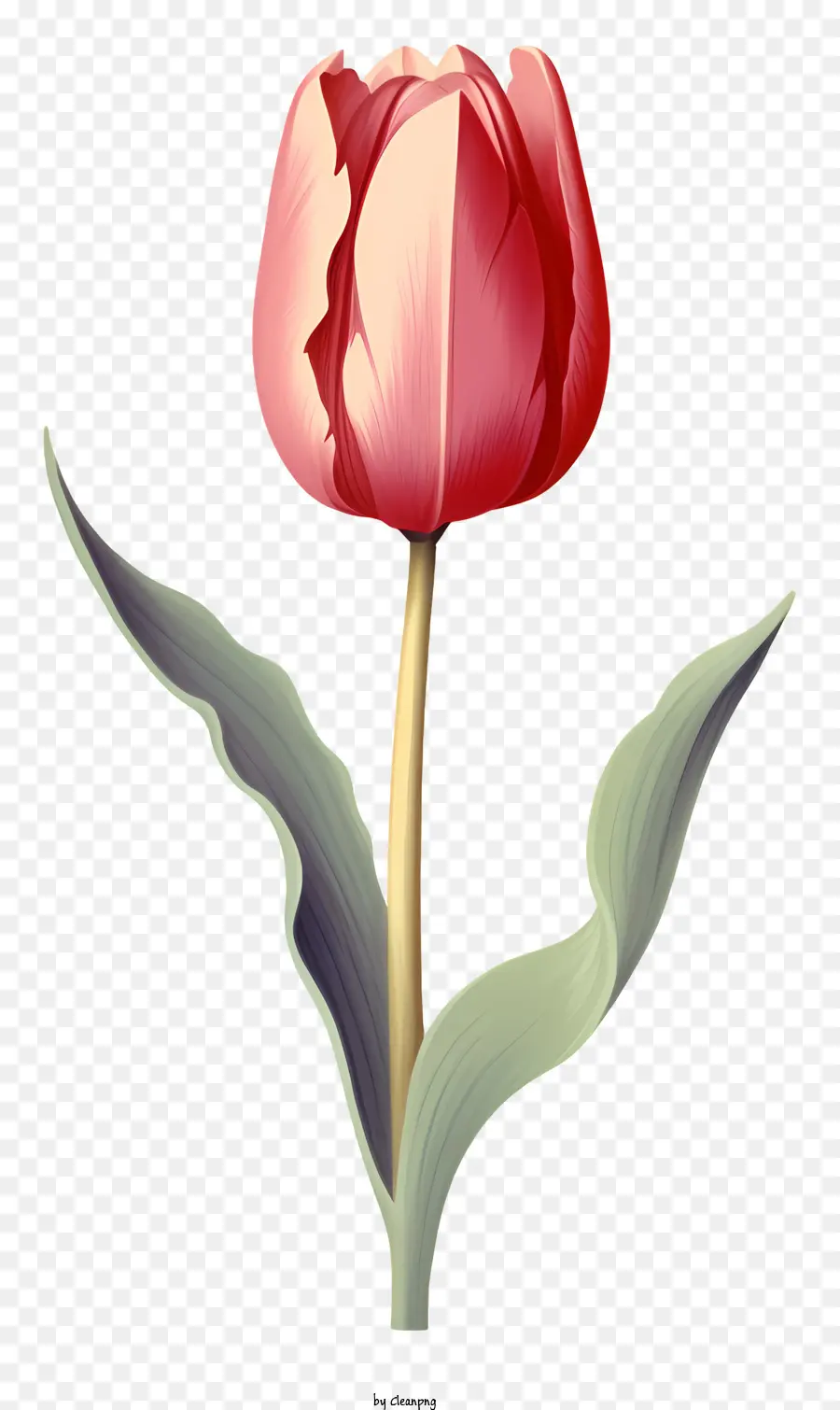 Tulipa Vermelha，Caule Verde PNG