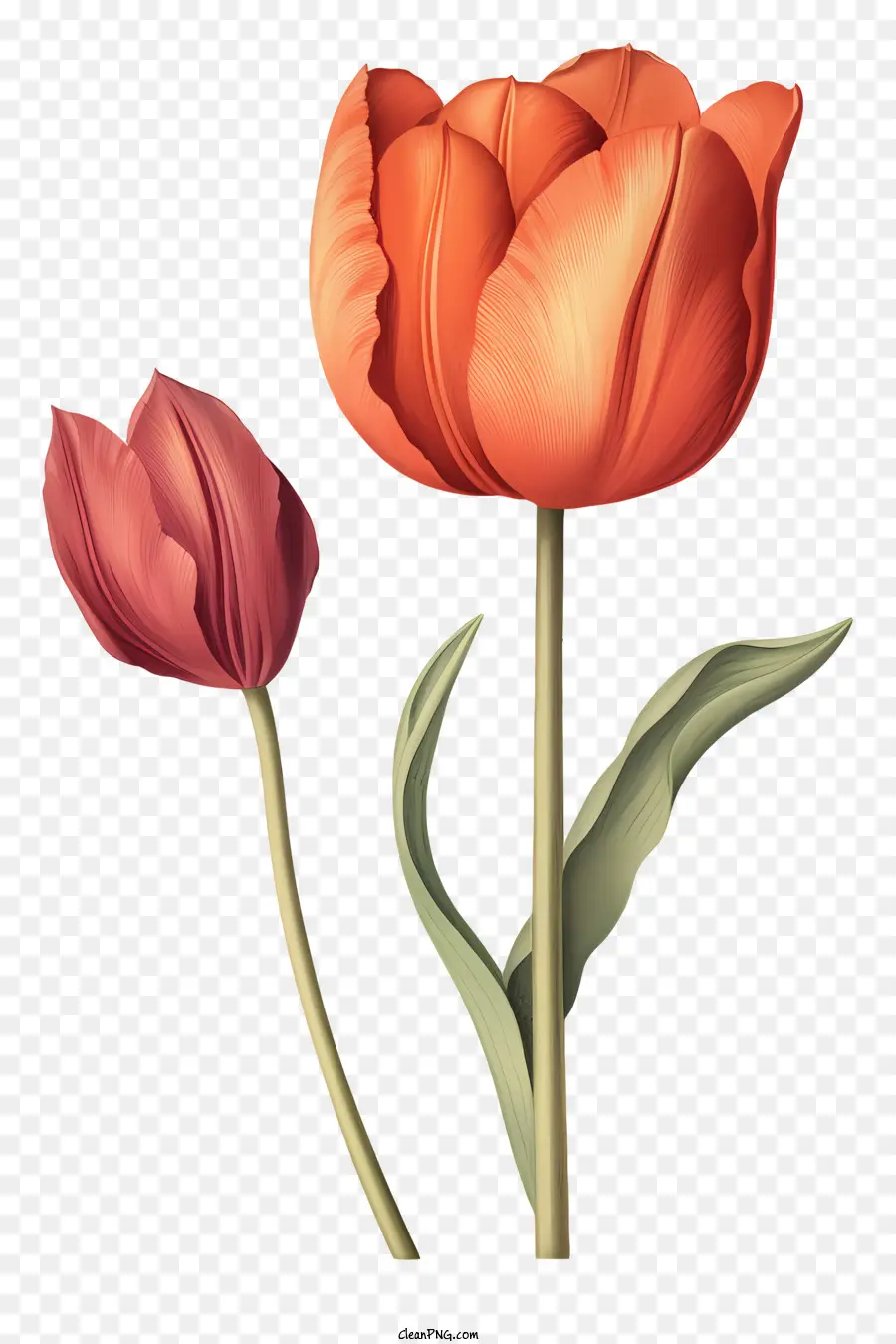 Tulip，Tulipa Laranja PNG