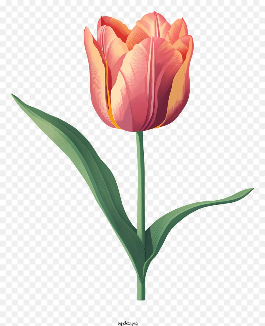Rosa Tulipa，Flor Com Folhas Verdes PNG