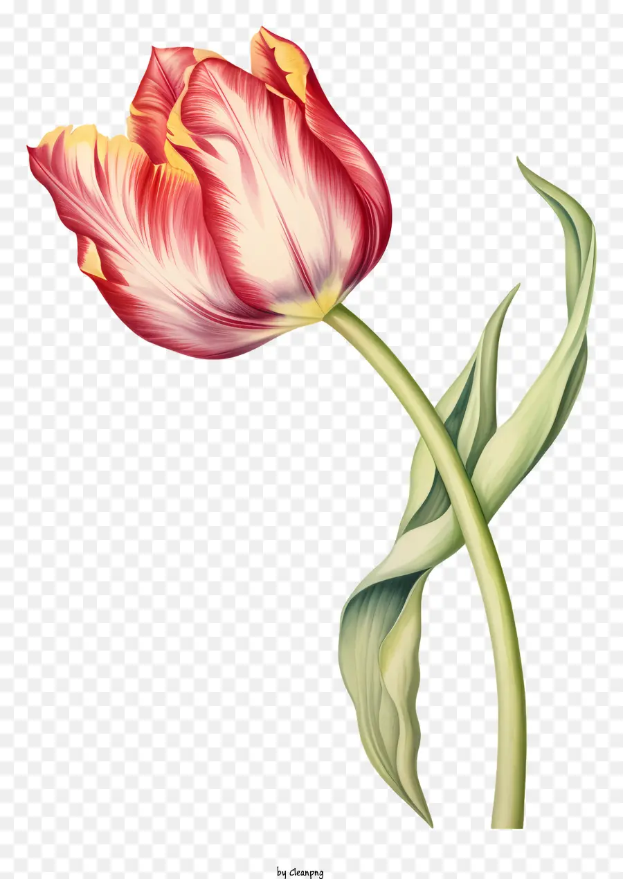 Rosa Tulipa，Flor De Desenho PNG