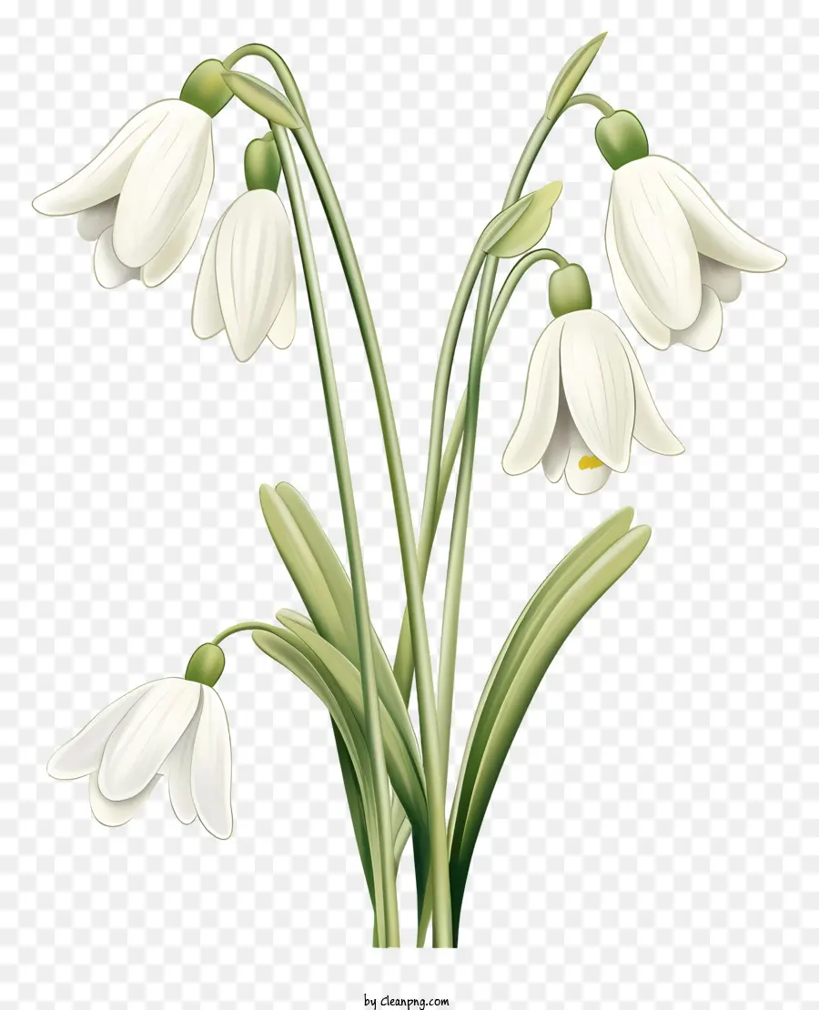 Flores Brancas，Hastes Verdes PNG