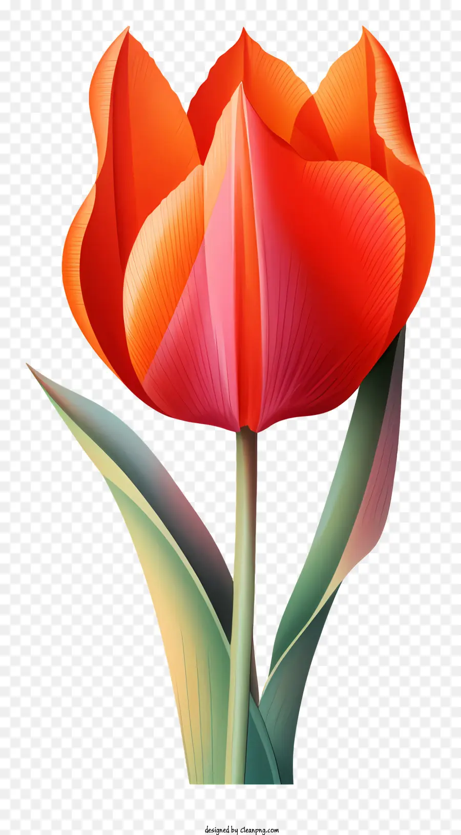 Tulipa Vermelha，Flor PNG