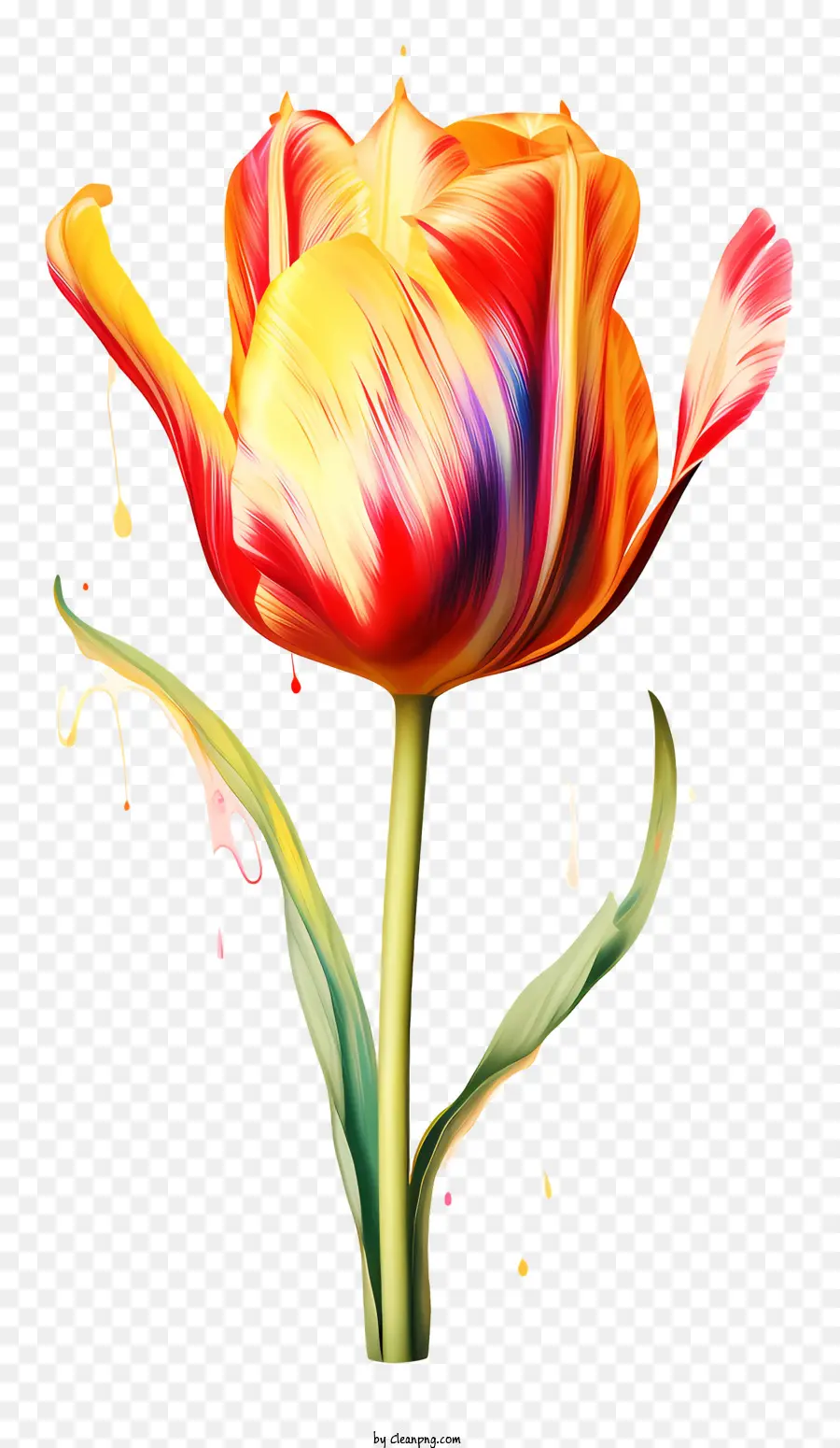 Pintura，Tulip PNG