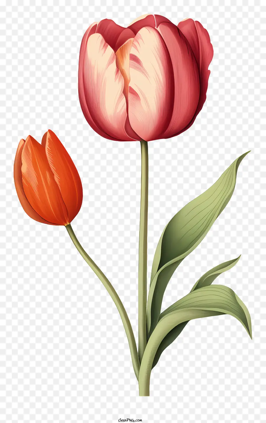 Rosa Tulipa，Flores Da Primavera PNG