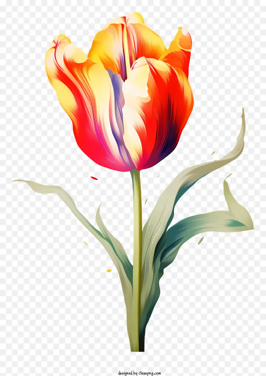 Tulipa Colorida，Tulipa Totalmente Aberta PNG