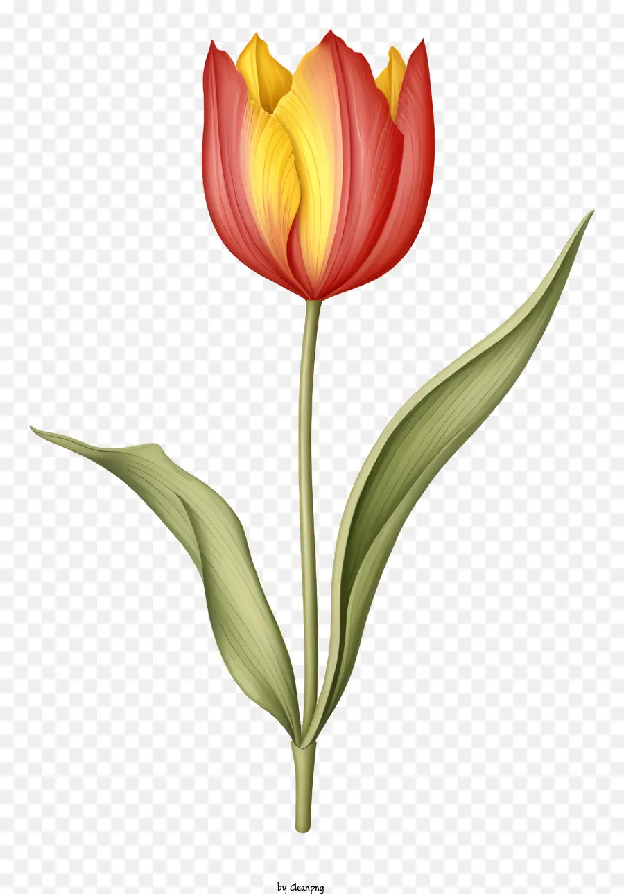 Tulipa Vermelha，Tulipa única PNG