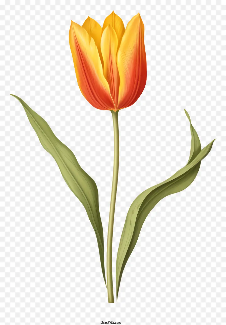 Amarelo Tulip，Folhas Verdes PNG