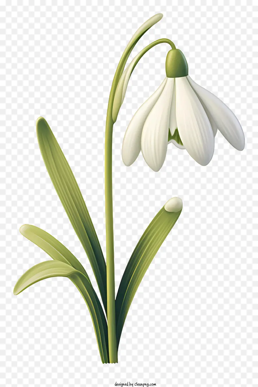 Flor De Neve，Flores Brancas PNG